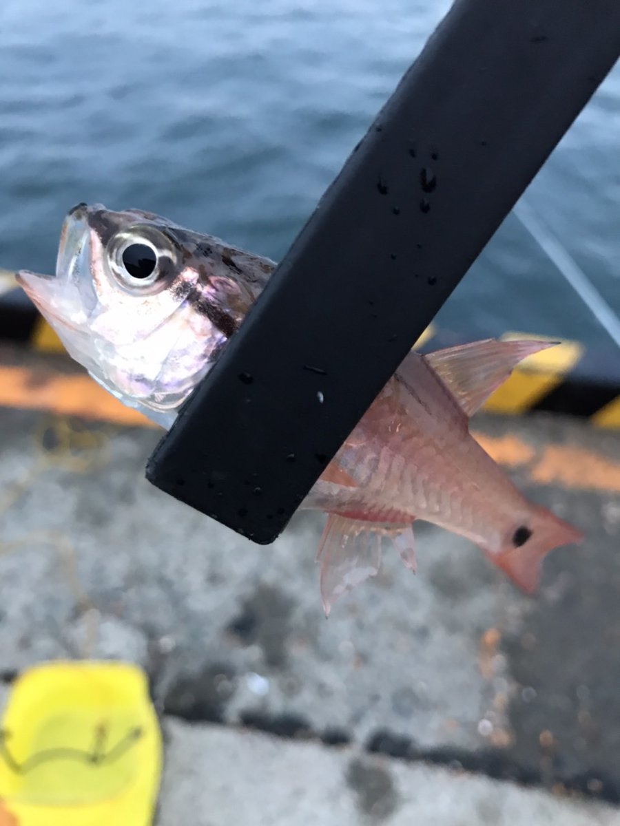 清く正しく ９月２２日朝５時半から午後３時まで江ノ島大堤防でサビキ釣り ネンブツダイ２ アイゴ２０ メジナ８ ハコフグ１ クサフグ３ もうサバやイワシは釣れない時期なんですかね メタルジグ２０回ほど投げてみたけどアタリ無し