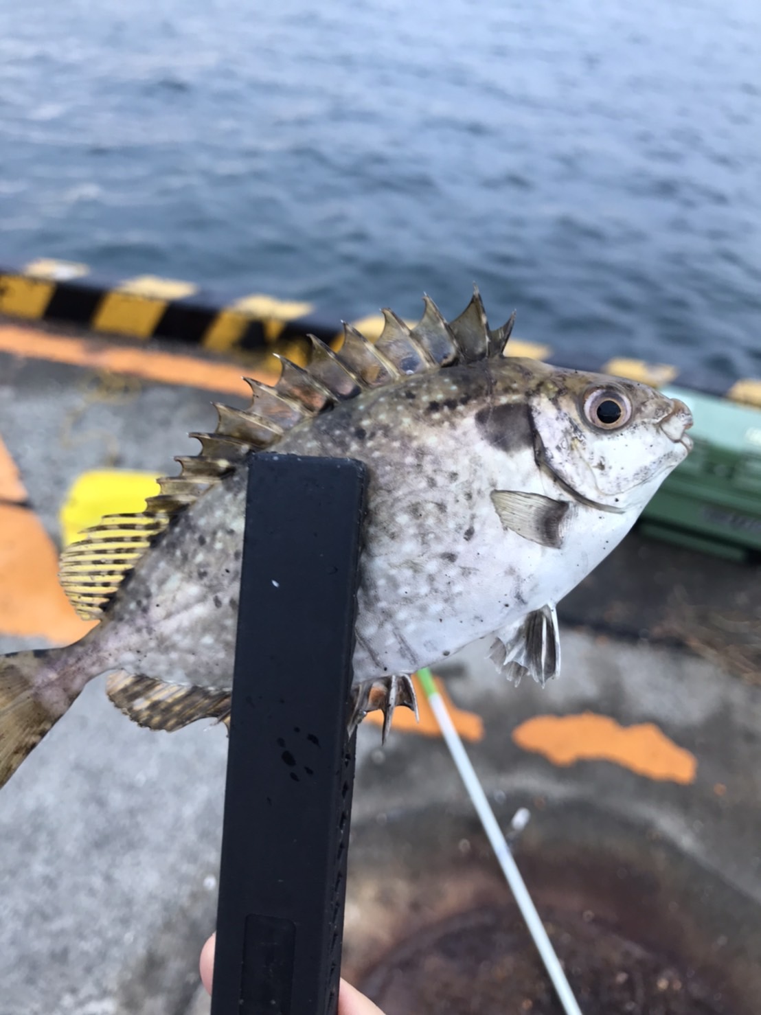 清く正しく ９月２２日朝５時半から午後３時まで江ノ島大堤防でサビキ釣り ネンブツダイ２ アイゴ２０ メジナ８ ハコフグ１ クサフグ３ もうサバやイワシは釣れない時期なんですかね メタルジグ２０回ほど投げてみたけどアタリ無し T Co