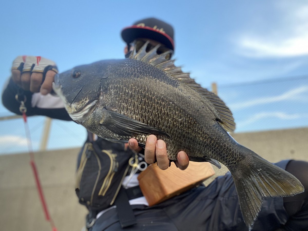 クロダイ釣り クロダイ釣り