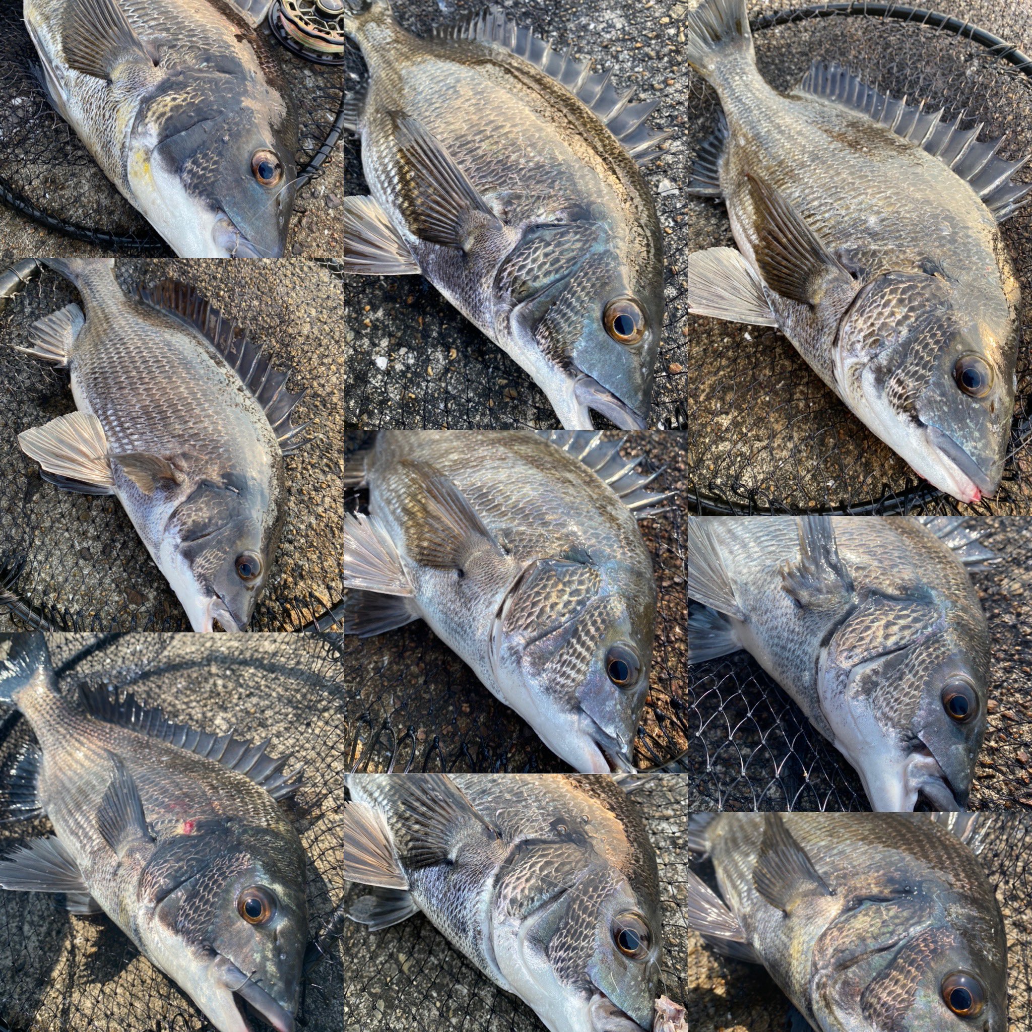 クロダイ釣り Twitter Search Twitter