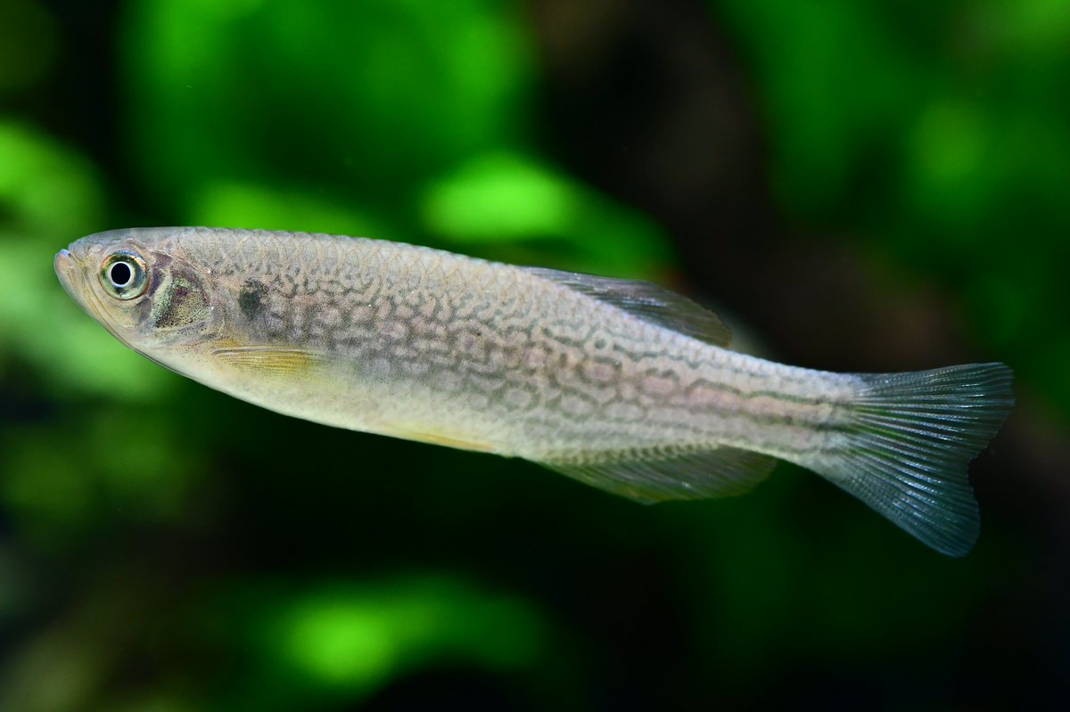 なたりっぷ 東京ドームシティのギャラリーアーモで開催中の Nature Aquarium Exhibition 21 Tokyo 見てきました Adaの美しい水槽風景が広がっていました 魚の展示も充実していますね Natureaquarium ネイチャーアクアリウム Ada Galleryaamo