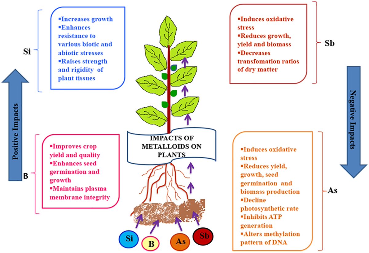 Metalloids in plants: A systematic discussion beyond description onlinelibrary.wiley.com/doi/10.1111/aa…