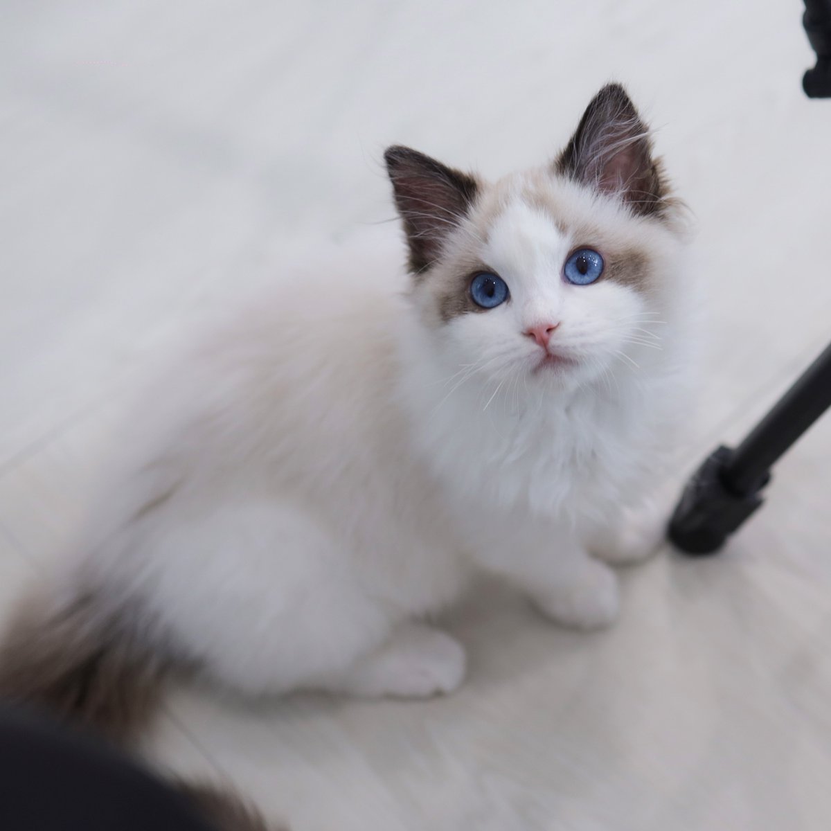 𓂋 ⌗🥛น้องไอดอ🏸⟢ tweet media