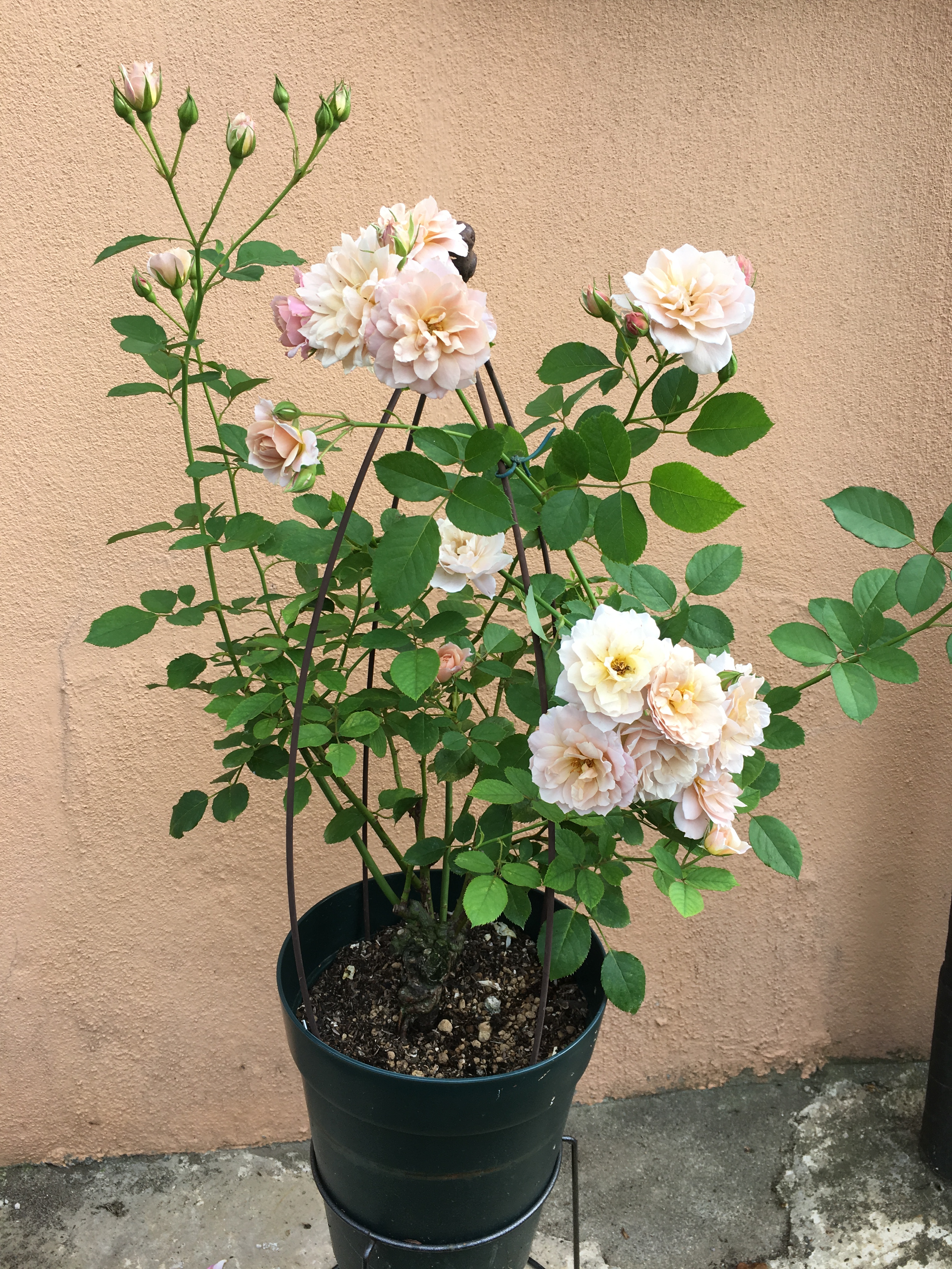 薔薇の記録しずく どちらもお気に入りです 左 いおり 右 カストーレ 満開 撮影日 21年9月11日 最低気温 3 最高気温 26 8 Youtubeでその日に綺麗に咲いた薔薇をご紹介しています T Co Jqahlmskup Introducing The Roses That