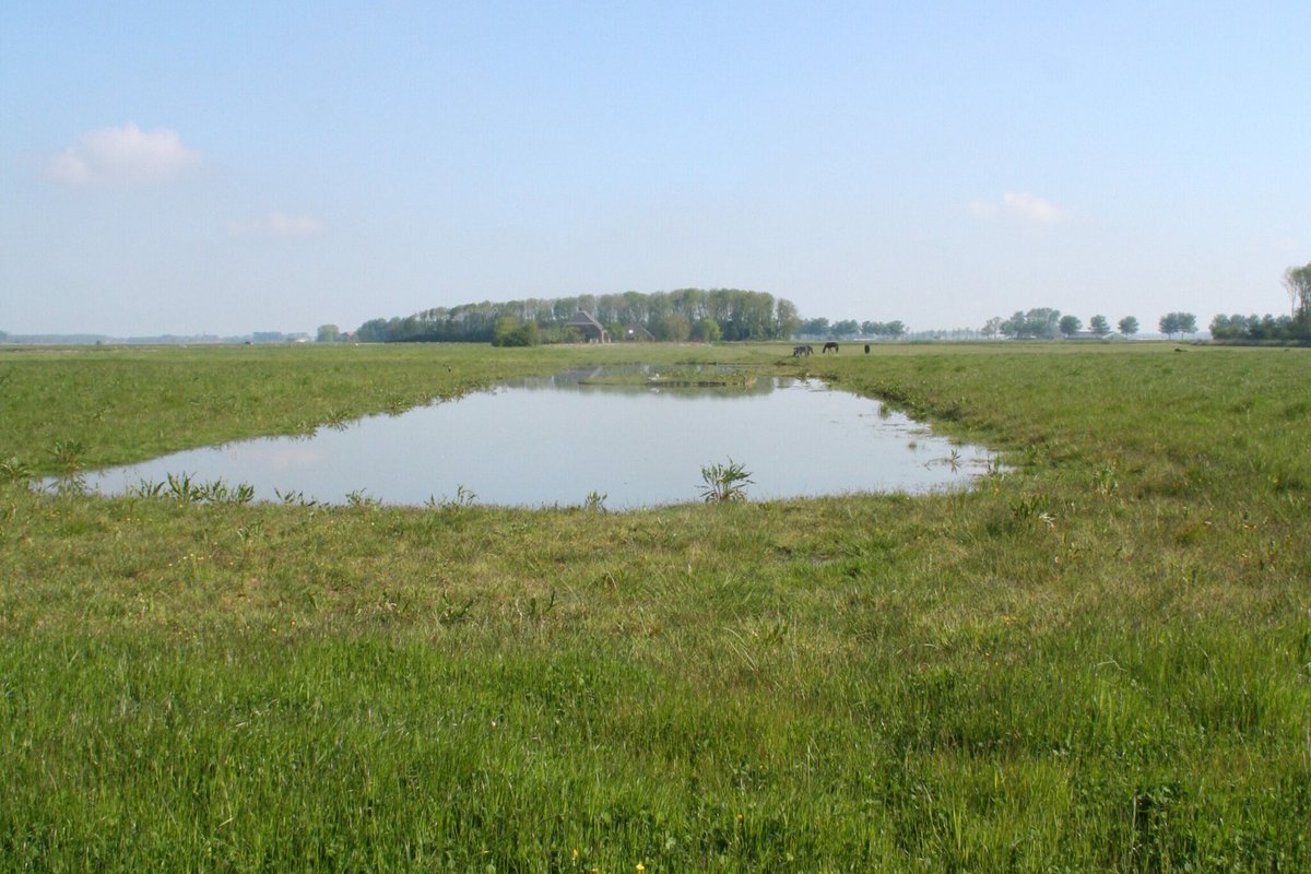 WorkForWildlife's tweet image. NEW CASE STUDY - How predator protection is hampering Eddie van Marum’s efforts to save the Netherlands’ national bird from extinction.

workingforwildlife.co.uk/case-studies/i…