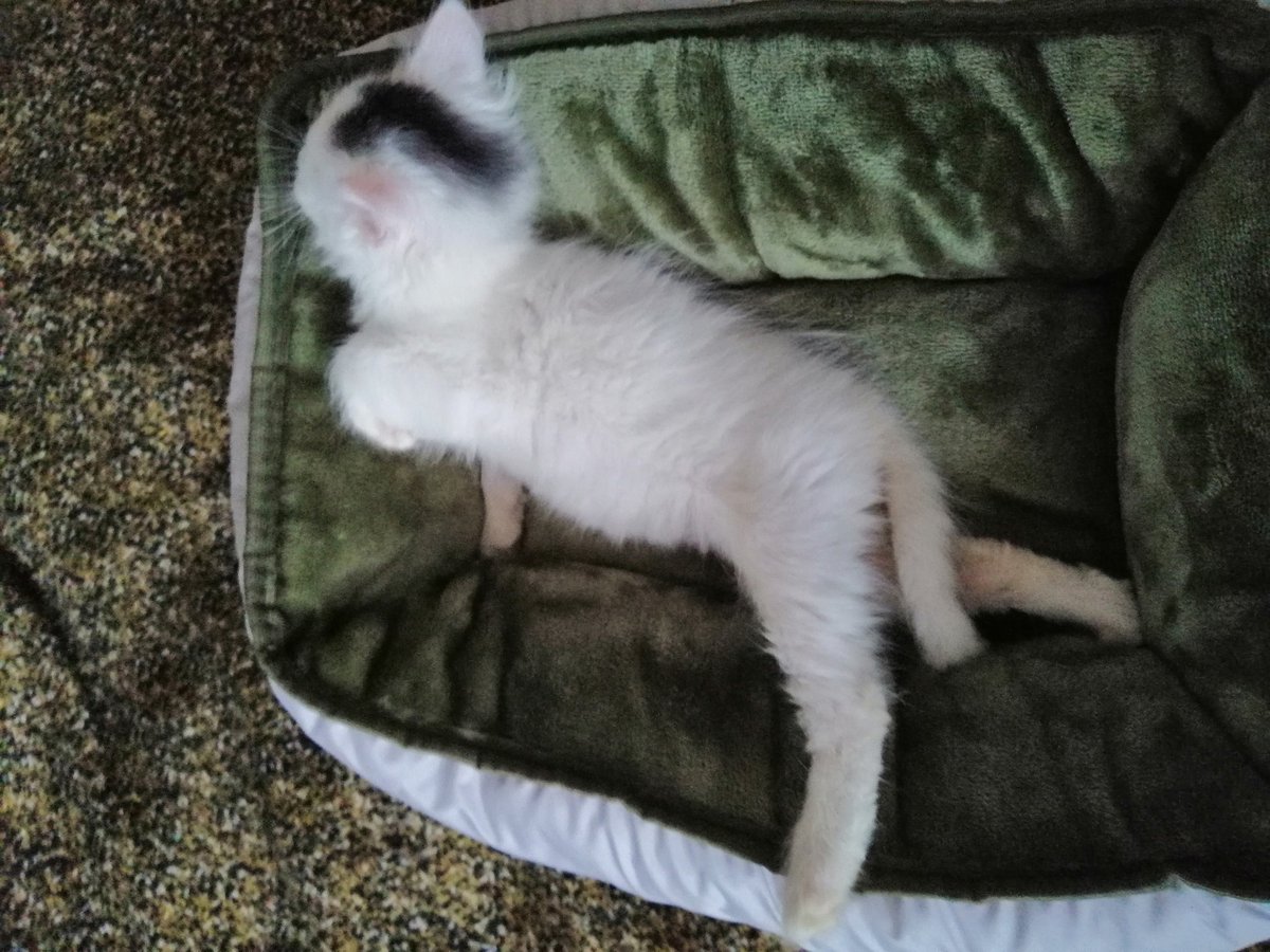 Ivija_Leya's tweet image. Хоба!
#ищудом