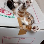 段ボールから何か出てる…。と思ったら、愛猫が爆睡してたw