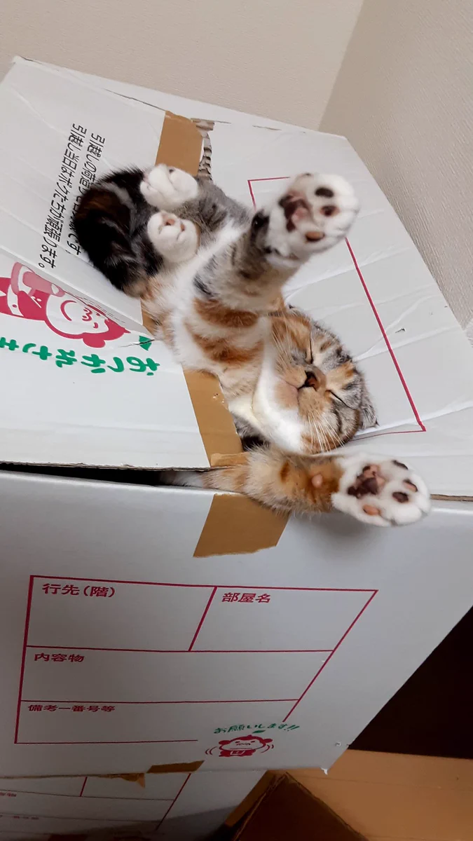 段ボールから何か出てる…。と思ったら、愛猫が爆睡してたｗｗ