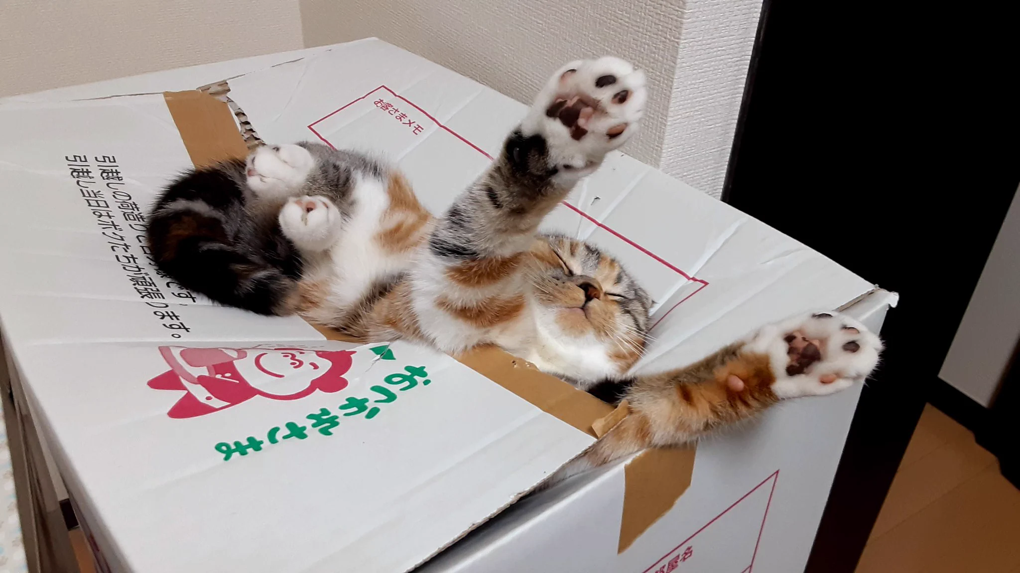 段ボールから何か出てる…。と思ったら、愛猫が爆睡してたｗｗ