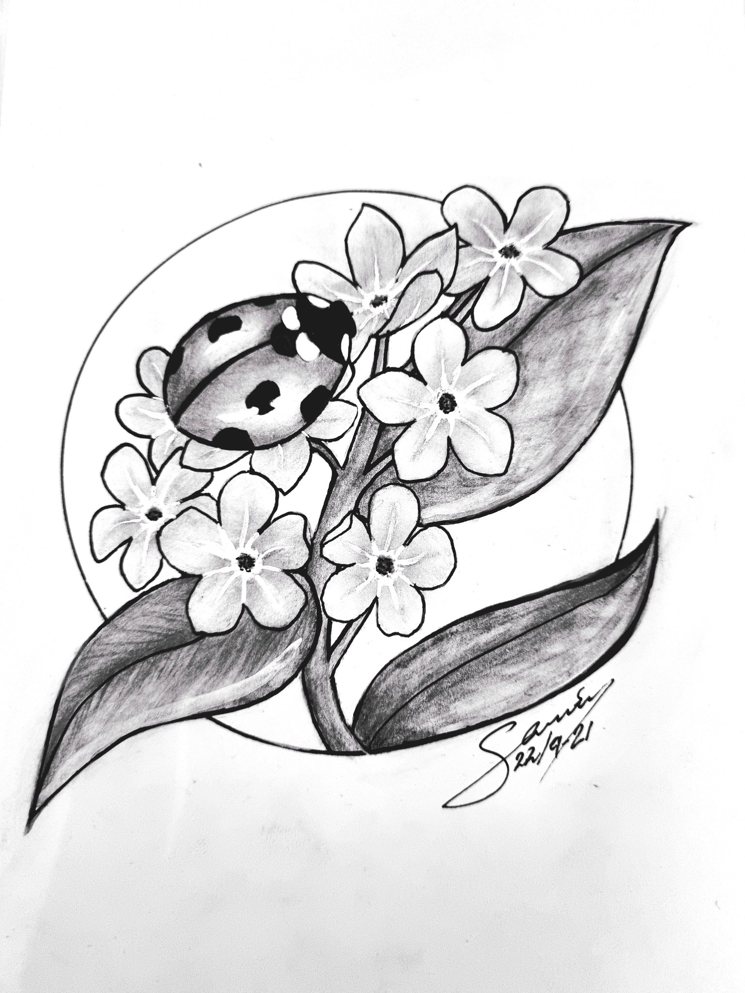 Ladybird Drawing, Ladybug Flying s, orange, website png | PNGEgg