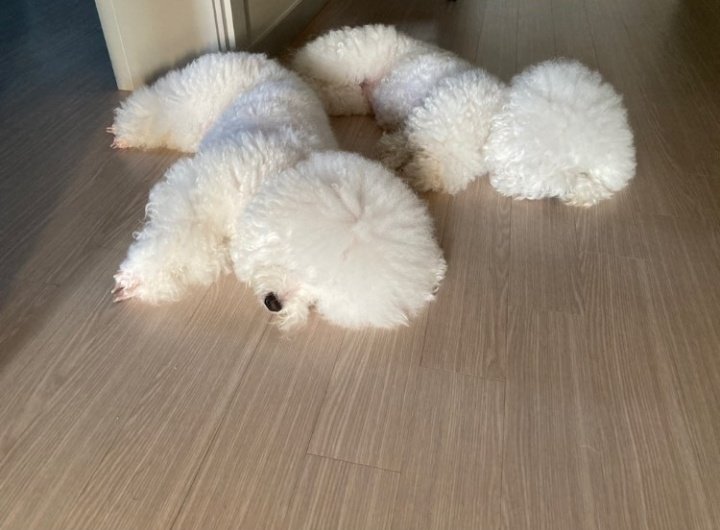 HanSolfamTH's tweet photo. 210923 #จีฮันซล​ ได้อัพ​เดท​Instagram​ story​ รูปสุนัขที่เลี้ยงไว้ค่ะ​🐶🐶 

น่ารักมากเลยค่ะ​💓
#jihansol​  #hansol​ #Newkidd. https://t.co/f60EyFdaQO