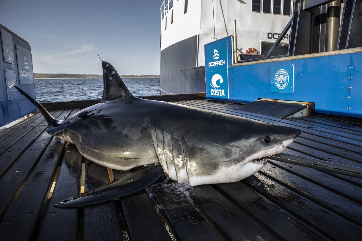OCEARCH's tweet photo. Meet Keji a male, juvenile white shark! Keji is named after the Kejimkujik National Park and National Historic Site, which is located in the region near where we were able to sample, tag &amp; release him. Keji is 9ft &amp; 7 in long &amp; weighs approx 578lbs. #ExpeditionNovaScotia2021 https://t.co/HbOn5mR3h6