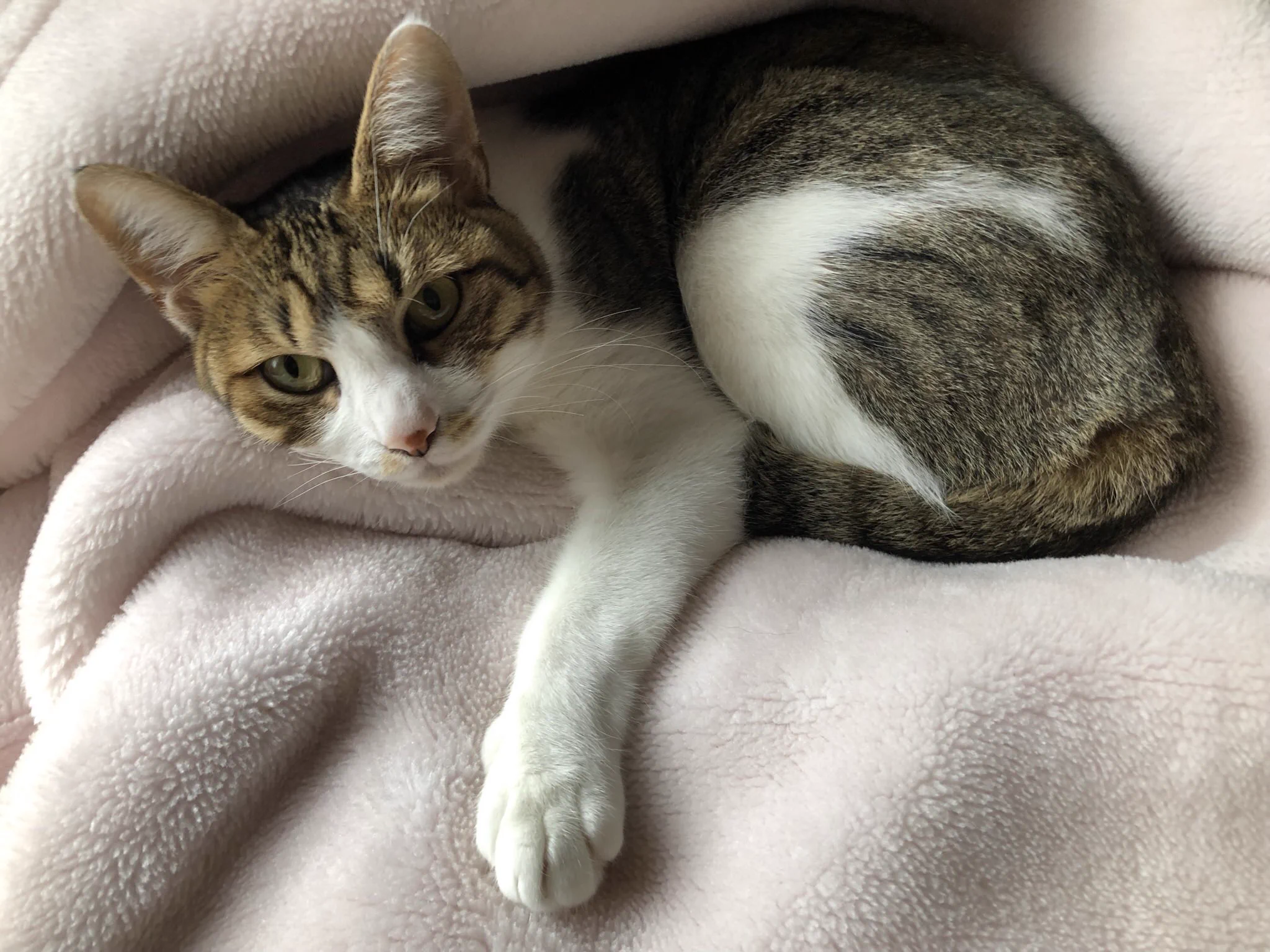 @odayakanano 猫さんがうちの猫さんにそっくりです！ 