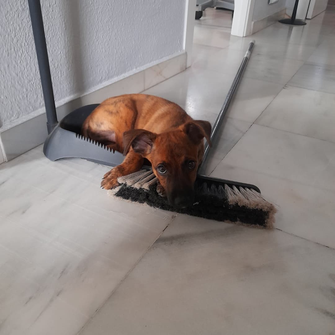 Debofer36's tweet image. Imposible barrer mi casa, tengo un piquete