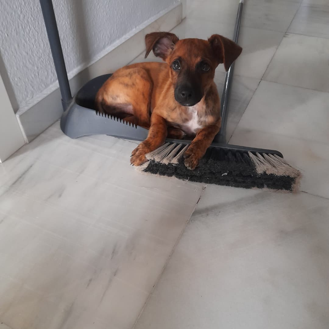 Debofer36's tweet image. Imposible barrer mi casa, tengo un piquete