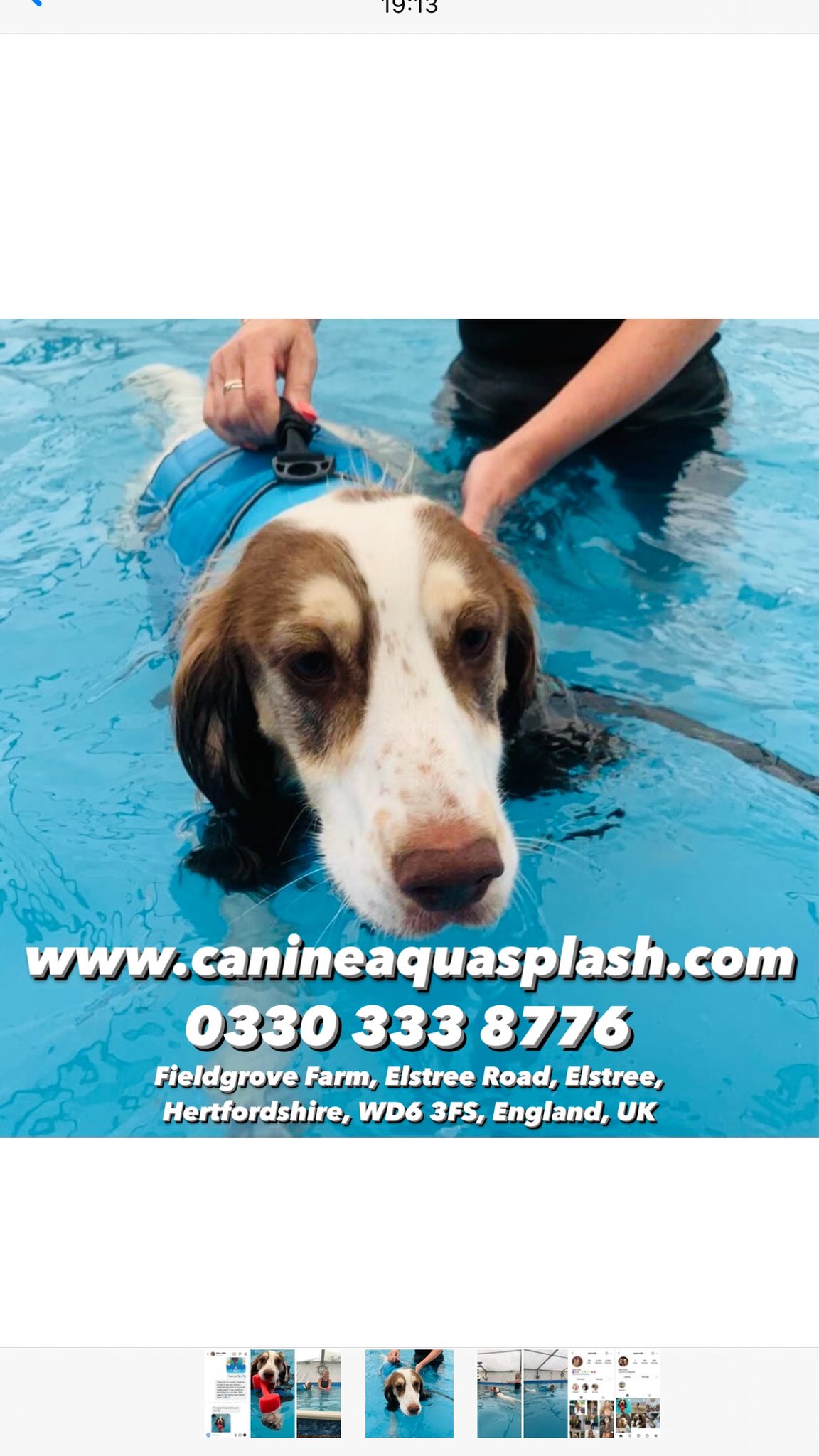 Canine aqua cheap splash