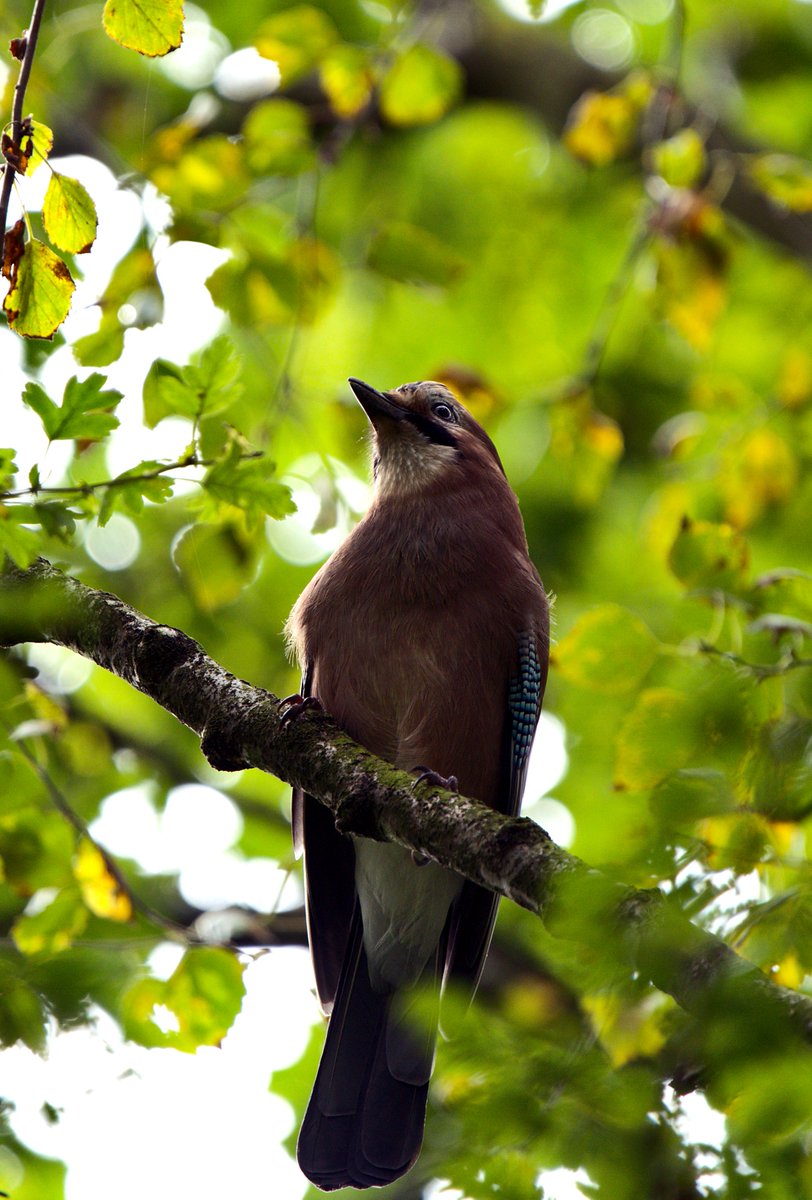 Spotted this Jay by following it's squawks from tree to tree along the Roe Green loopline
#birdphotography #bird #wildlife #wildlifephotography #sony #nature #NaturePhotography #manchester #jay #jaybird #roegreen #loopline