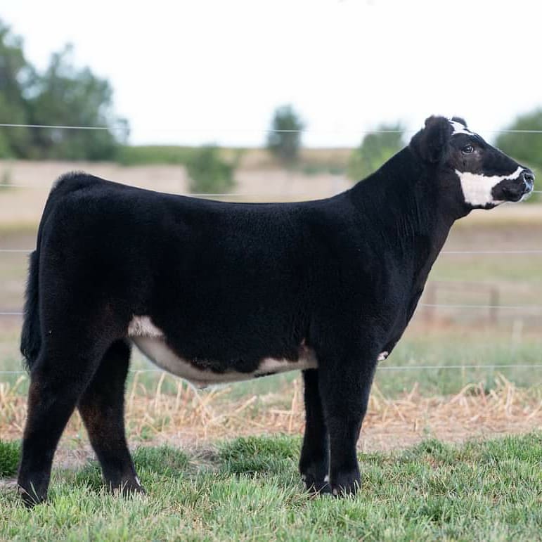 Lay_Farms_Inc's tweet photo. Lot 1
Sire: Good as it Gets
Dam: Safe and Sound (Donor 719)
Open House This weekend!!!
Stop out and see us we will have food beverage and a great set of calves to go through.
Give us a call with any questions
Todd 402-519-0819
Tyler 402-469-1850
https://t.co/idWdOrgVQH https://t.co/U8JlTdvn9a