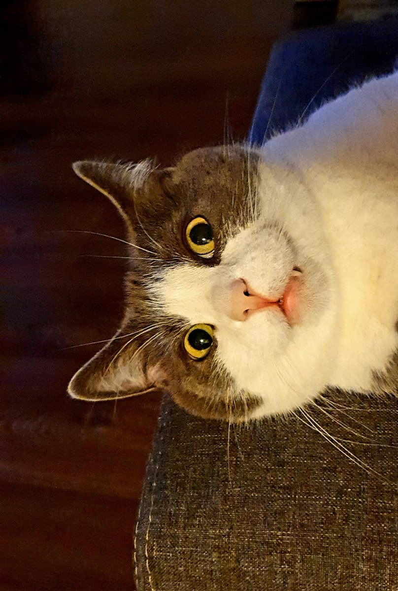 Moonfog_PSN's tweet photo. Nice Weekend Friends! 😽🍹 https://t.co/hvAIaIf28i