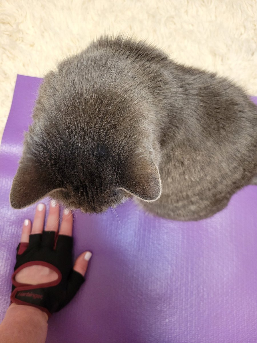 enaumovski's tweet photo. Happy #Caturday I was being closely supervised by #FreddyWhiteSocks while working out, or trying to. Her idea of a workout is sliding under me while I'm holding a plank. #catworkouts #CatsOfTwitter #catrescue #workout #workoutmotivation https://t.co/5C7THdW9VD