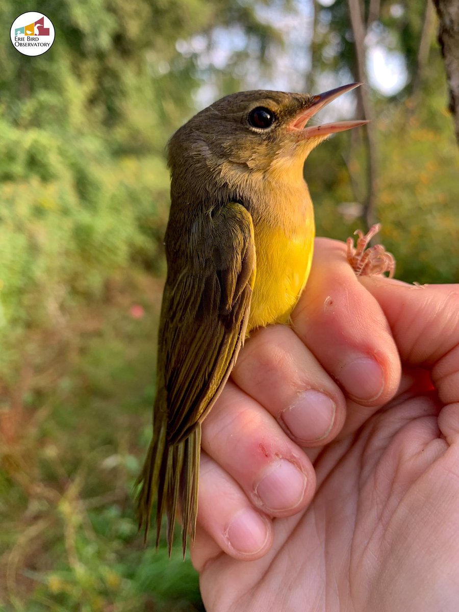 bird_erie's tweet photo. Top of the “mourning”to ya! #puns #warblers #birdtwitter #birdbanding #PresqueIsleSP #BirdPA #GetOutside #birds #conservation #nature https://t.co/05ydWNuD3N