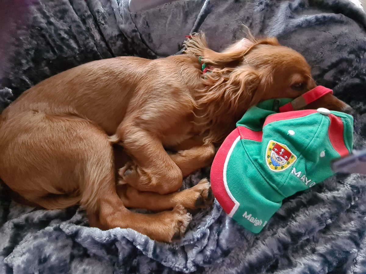 CcePatricks's tweet photo. Move over mammy, I need your Maigh Eo cap & the #BestSeatInTheHouse @officialgaa @ScotlandGAA
#funwithfinn @MayoGAA https://t.co/7gVLVttJSp