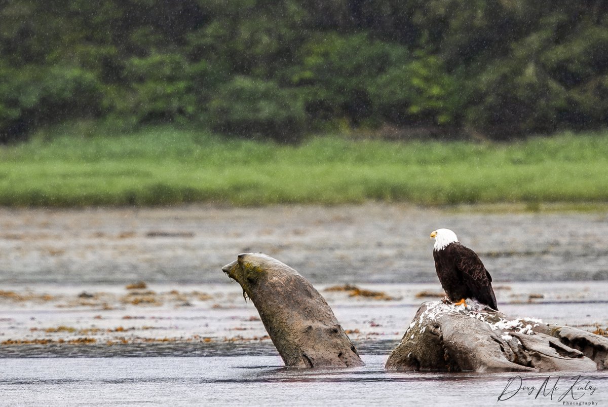 DougMcKinlay's tweet photo. Bald eagle in the rain, Knight Inlet, British Columbia...stunning location...#baldeagle #BritishColumbia #Canada #rainforest #knightinlet #wildlifephotography https://t.co/F3kPPFMVMF