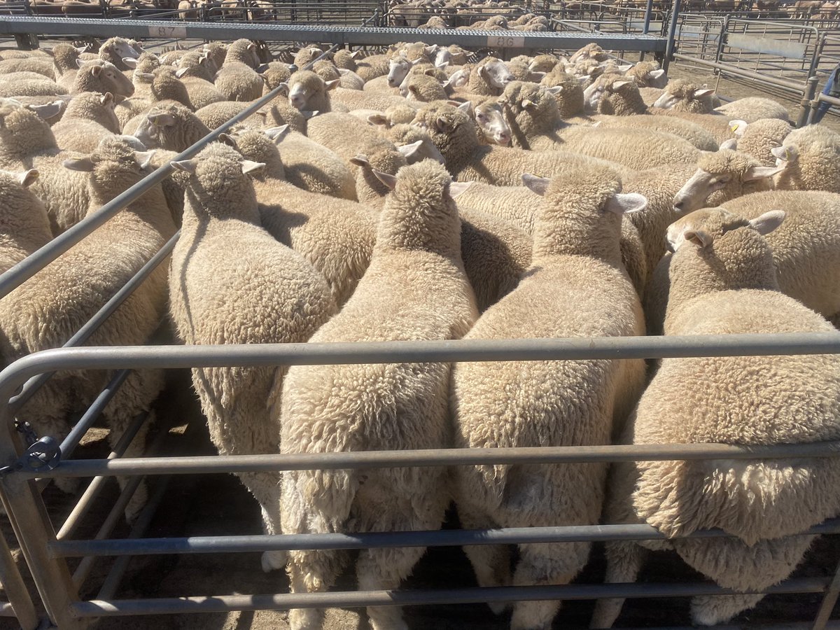rodevan58362024's tweet photo. Top Price New Seasons Lambs at Griffith 10/9/21
ACC B &amp; G Farming (Brill Family)
$336.60 https://t.co/b5hMghQcHo