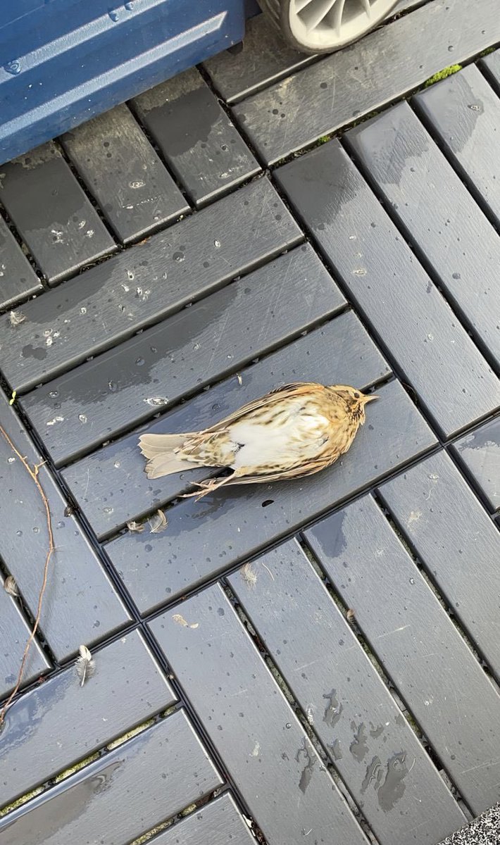 ghhamar's tweet photo. Þema vikunnar tekur óvæntan snúning. Kötturinn ber enga ábyrgð að þessu sinni. Blessaður fuglinn flaug á stofugluggann. https://t.co/trRrIpfDyY