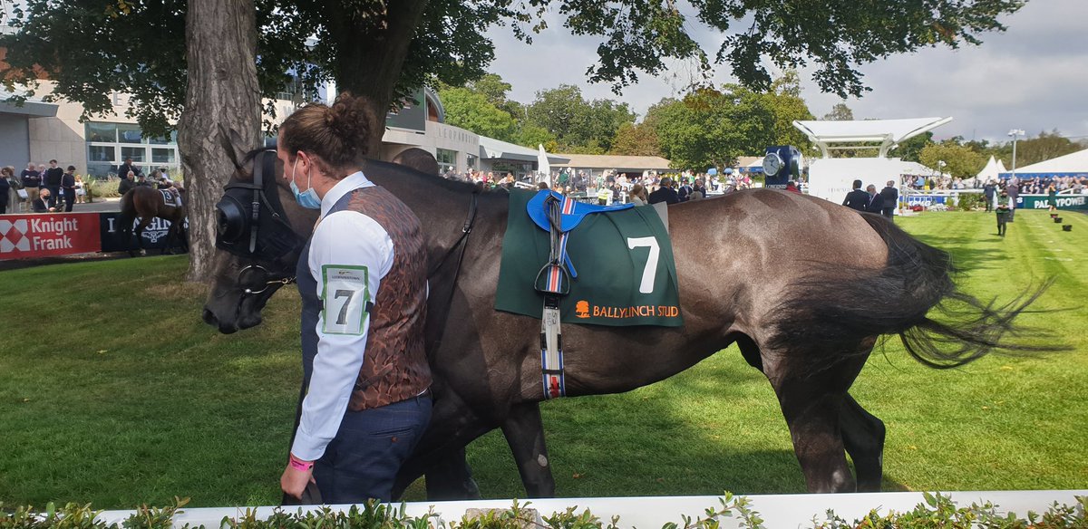 @aobrienfansite Lullaby (6) & Madonnadelrosario (7) run in race 1 @LeopardstownRC @BallylinchStud Ingabelle Stakes.