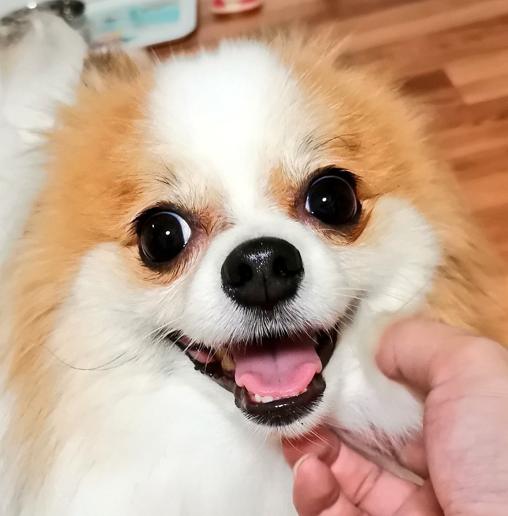 ぴよはる いかそうめん 笑う犬と生活