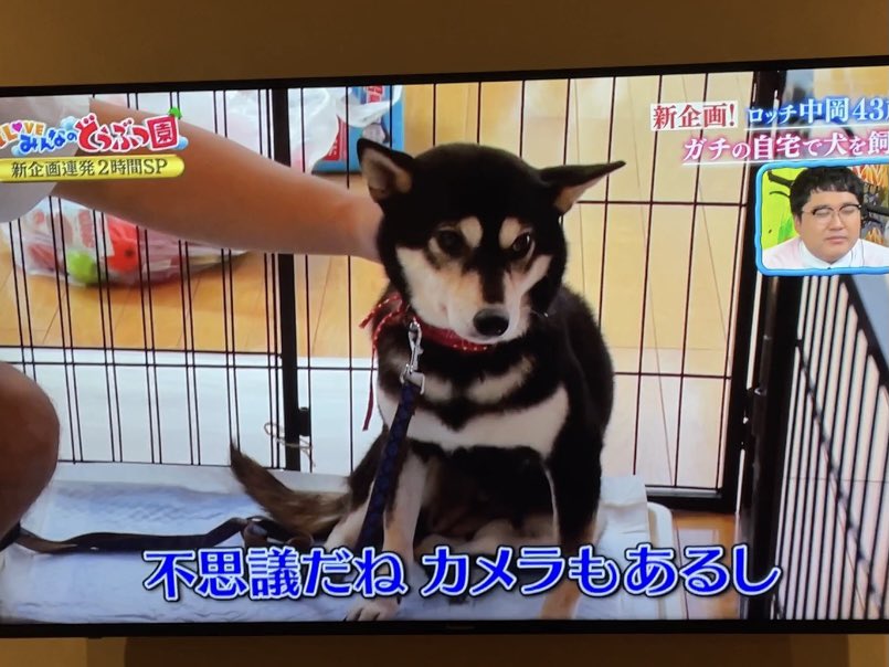 はなたん 保護犬柴犬めしうまと家づくりブログ Kotatsunikami Twitter