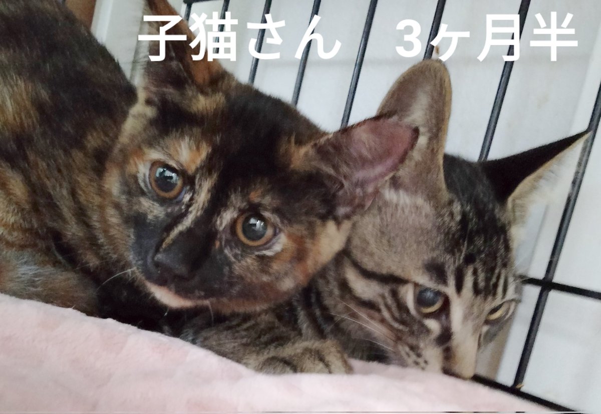 保護猫カフェ 猫ホテル ねこんチ Nekonchi Twitter 保護猫カフェ 猫ホテル ねこんチ Nekonchi Twitter
