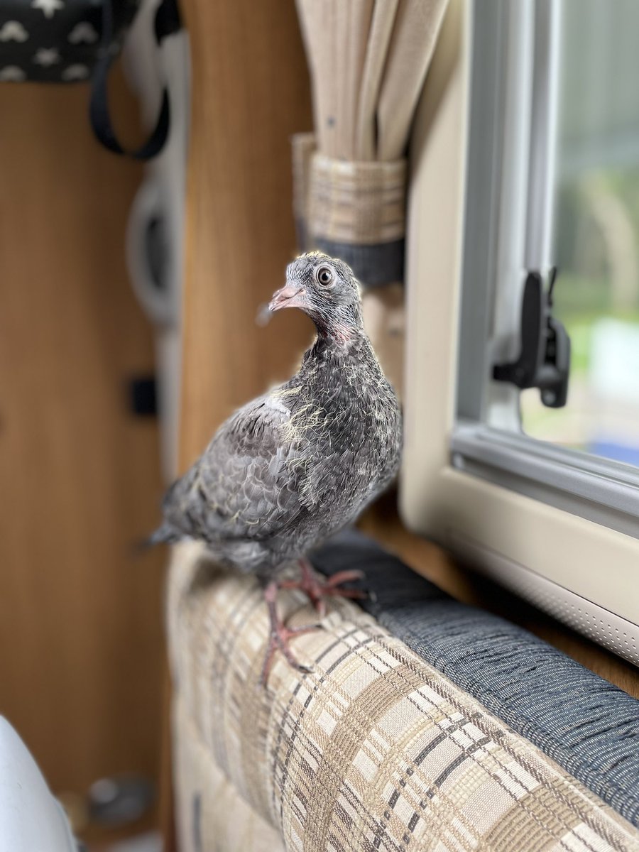LaGoz43064580's tweet photo. This young squab picked up seed for the first time yesterday! He’s also discovered his wings - although can’t get airborne yet. He seems to be enjoying motorhome life before moving into the aviary once he’s feeding himself fully and can fly! #wildlife #pigeon #squab https://t.co/xq7UmlSFWI