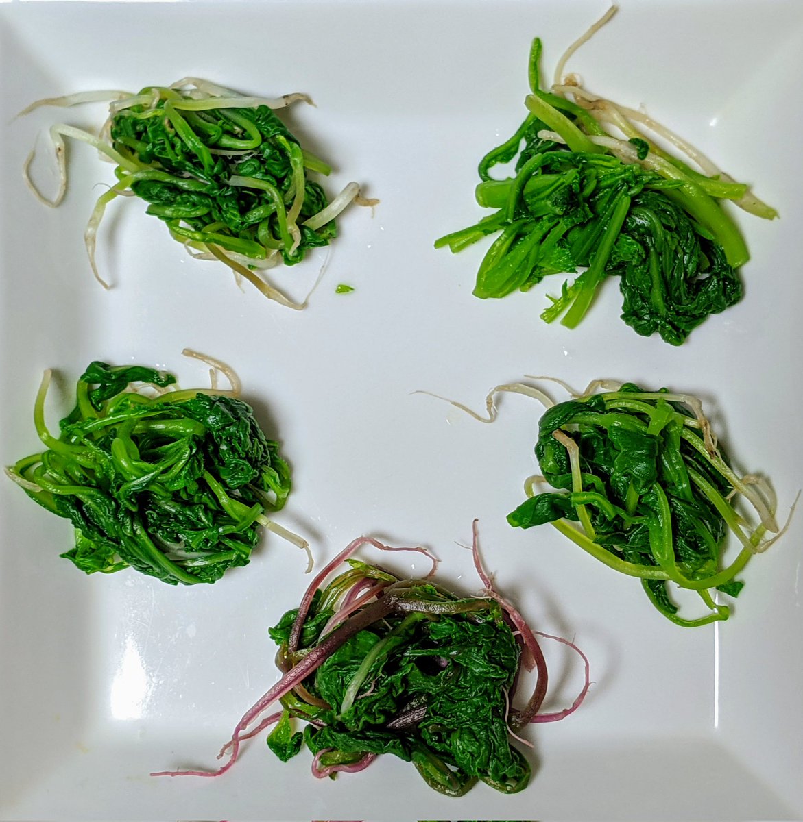 cbp かぶ3種間引き菜も食べ比べ 万木 聖護院 日野菜 万木かぶ の独特のちょっとクリーミーな芳香はやっぱり最高 しかし味噌汁の方が風味際立つ 日野菜のかぶ自体と同じ辛苦味も面白い そういえば金町小かぶ間引き忘れた cbp かぶ3種間引き菜も食べ比べ 万木 聖護院 日野菜 万木かぶ の独特のちょっとクリーミーな芳香はやっぱり最高 しかし味噌汁の方が風味際立つ 日野菜のかぶ自体と同じ辛苦味も面白い そういえば金町小かぶ間引き忘れた