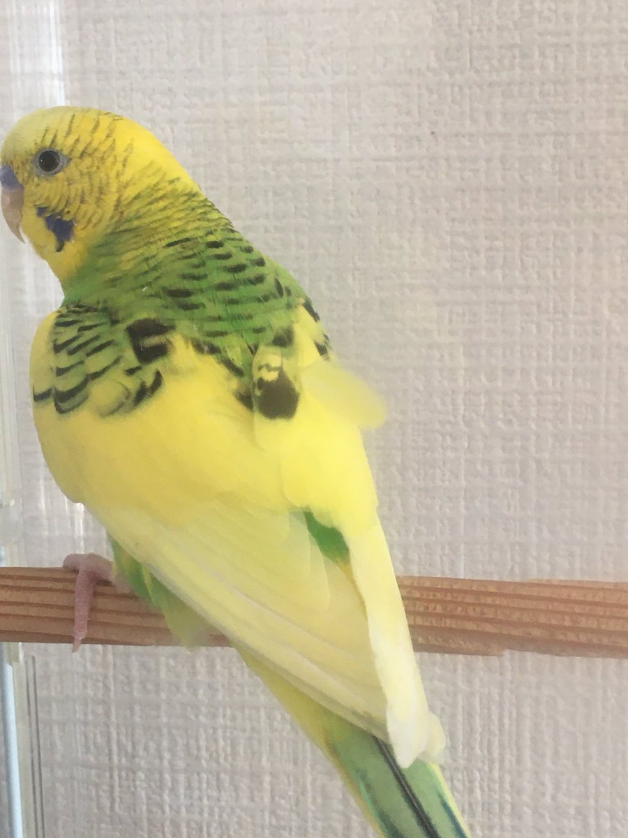 0308_ton's tweet photo. 9/5に札幌市豊平警察署に落し物として届けられたセキセイインコを代わりに保護しています。拾われたのは北海道札幌市旭町3丁目付近だそうです。心当たりのある方はDM下さい。
 #セキセイインコ保護  #迷子インコ  #保護鳥  #迷い鳥  #北海道札幌市 https://t.co/KJIYhl7pHy