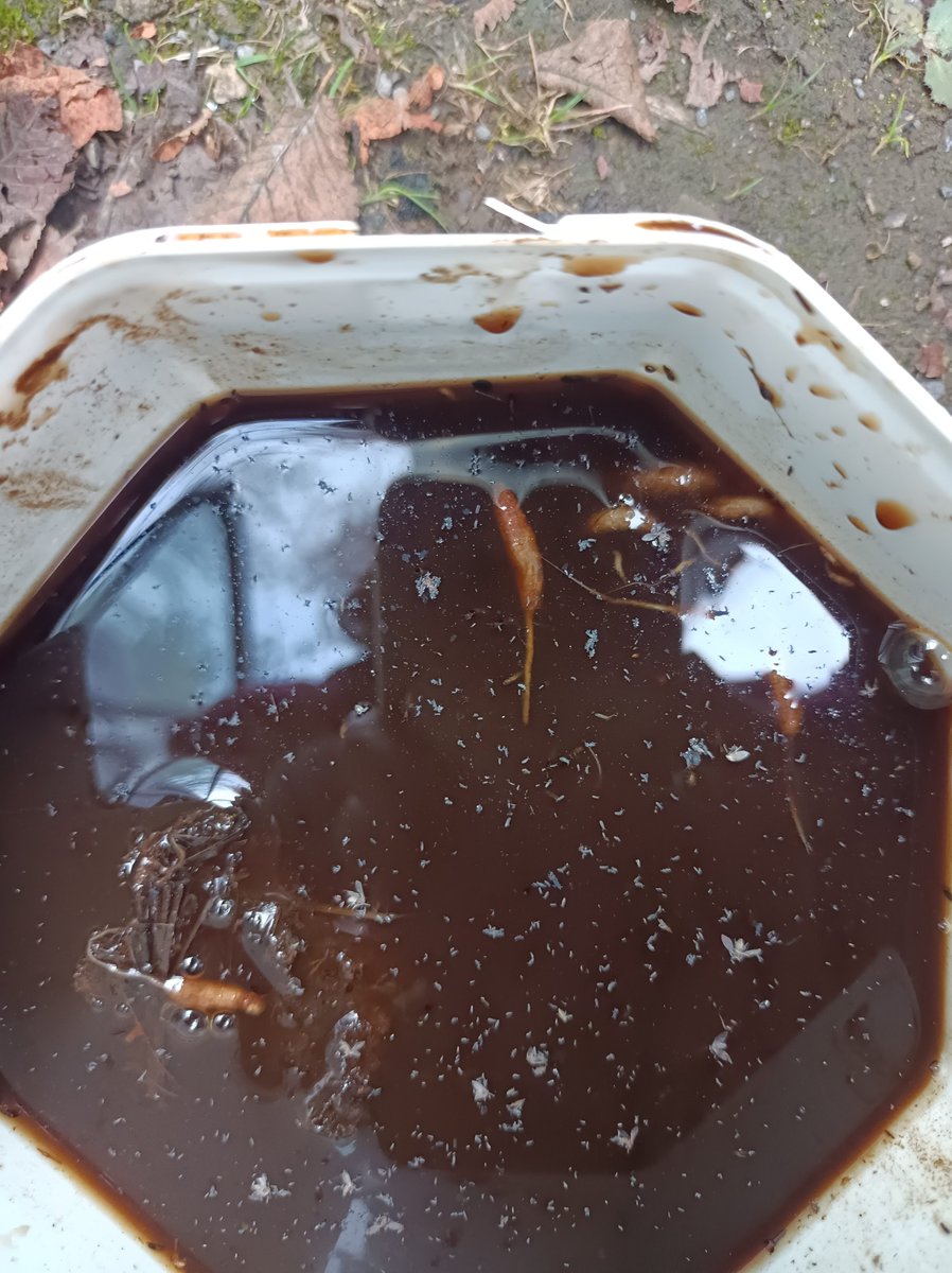 My friendly field assistant helping round up some rat-tailed maggots on the farm next door to <a href="/keelingsfruits/">Keelings Fruits</a>. #bordercollies be on the Irish pollination scene too🐶🪰🌼🇮🇪