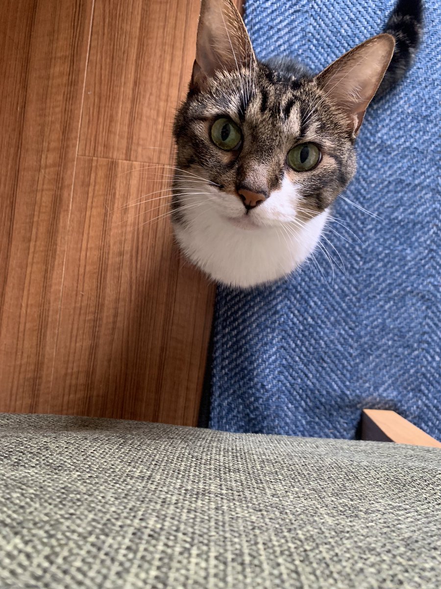 きじとら きじとらしろ - অনুসন্ধান / X