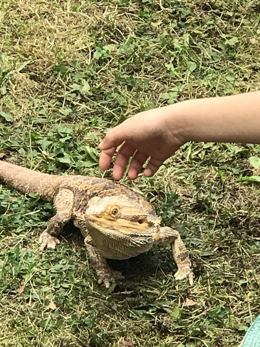 Librarylass11's tweet image. Some amazing animals at @RothLibraries today to round off the #SummerReadingChallenge the children were mesmerised 😍 #WildWorldHeroes