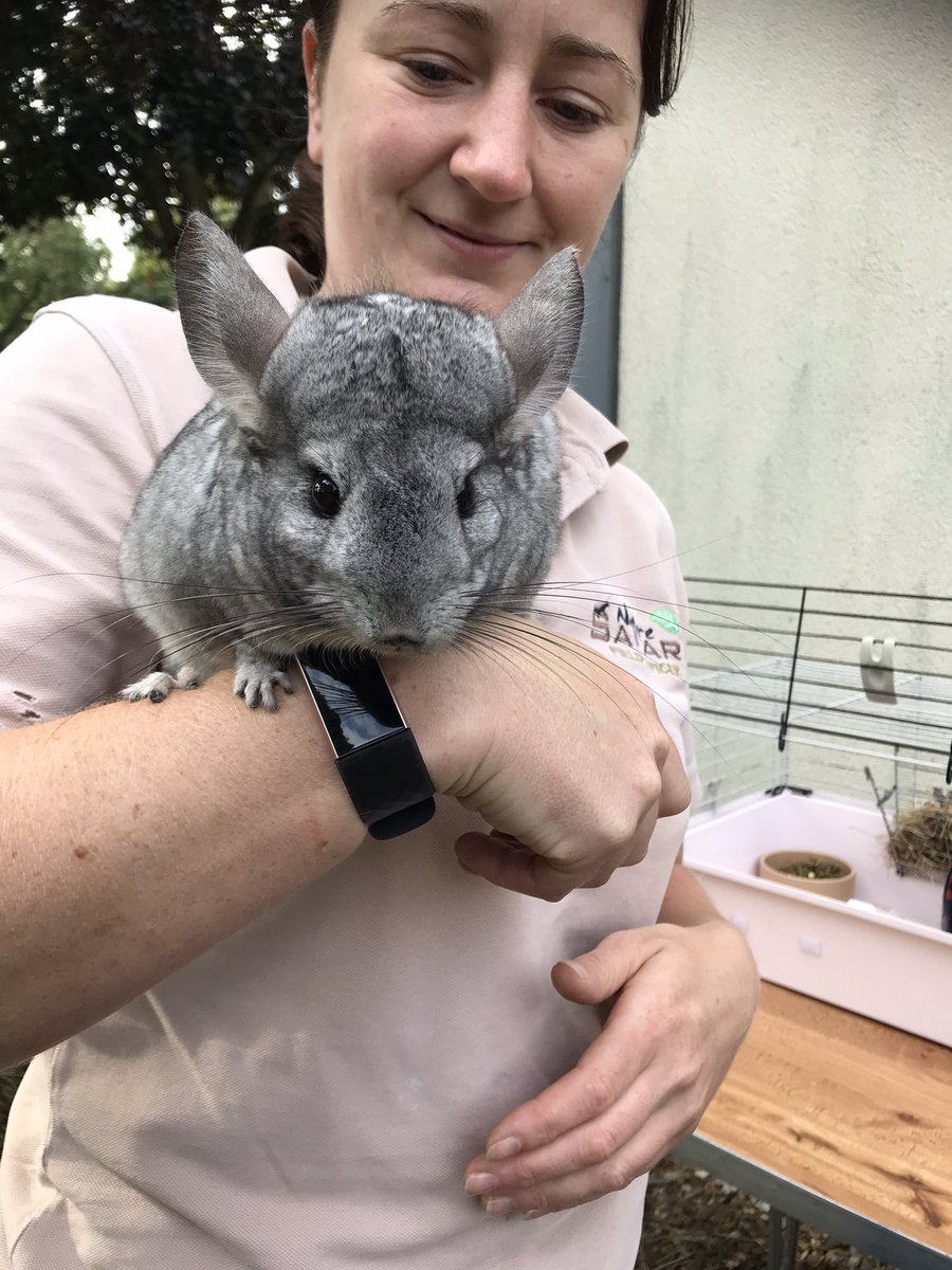 Librarylass11's tweet image. Some amazing animals at @RothLibraries today to round off the #SummerReadingChallenge the children were mesmerised 😍 #WildWorldHeroes