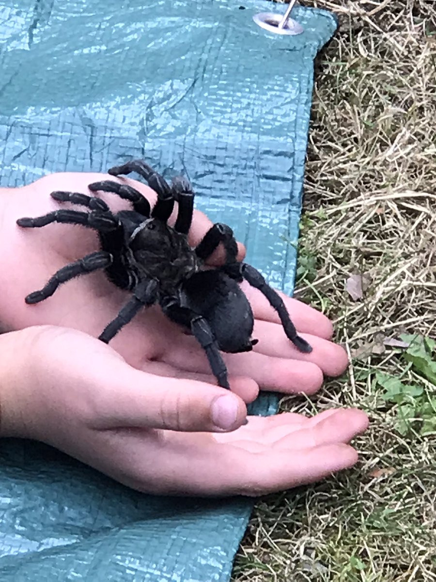 Librarylass11's tweet image. Some amazing animals at @RothLibraries today to round off the #SummerReadingChallenge the children were mesmerised 😍 #WildWorldHeroes