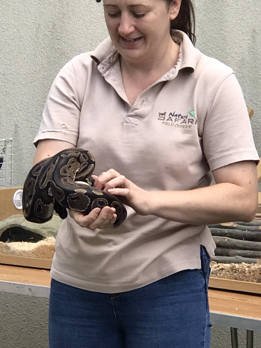 Librarylass11's tweet image. Some amazing animals at @RothLibraries today to round off the #SummerReadingChallenge the children were mesmerised 😍 #WildWorldHeroes