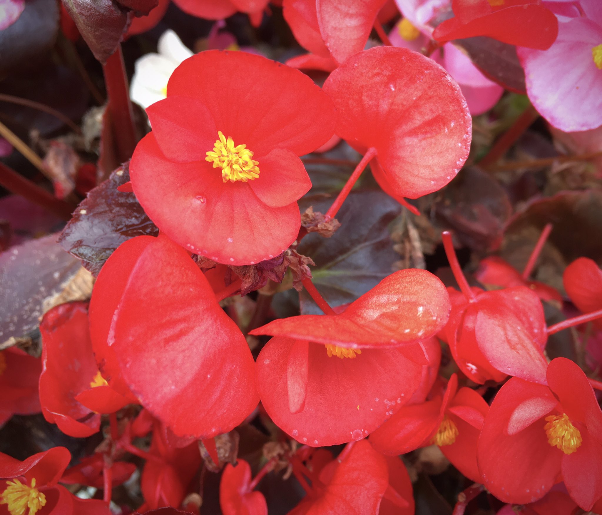 Ballarats Begonias