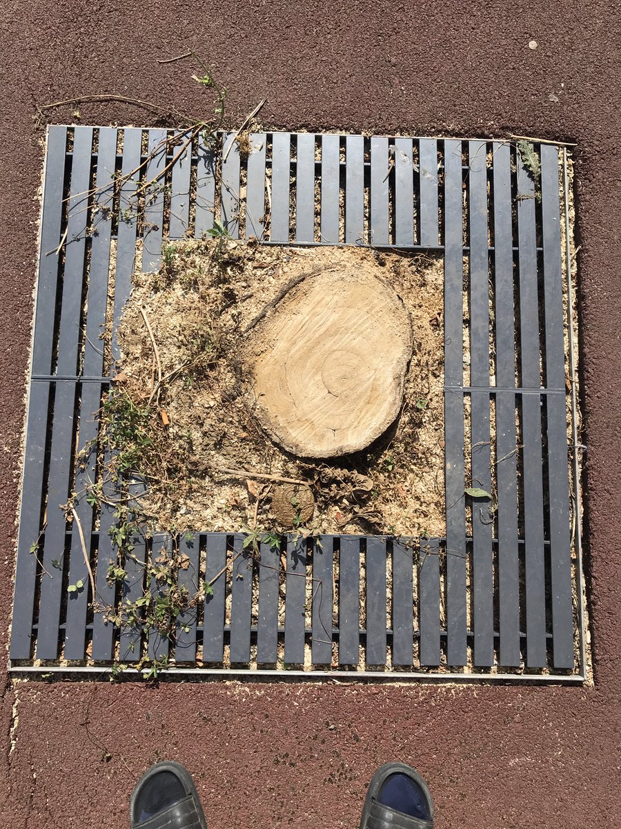 jordanpouille's tweet image. Une 60aine d’arbres dont 2 encore hier, ont été abattus cette semaine par le nouveau gérant d’une zone commerciale, à Blois. Ils étaient jeunes et sains. « On nous a dit que c’était pour mieux voir les enseignes depuis la route » raconte une vendeuse, encore effarée.