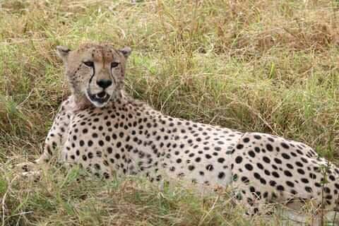 Happy Caturday
jamboafricaadventures.com
@francisonsafari
#cheetah #cheetahsoftwitter #bigcat #bigcats #caturdays #caturdaymorning #caturdaymornings #caturdaycuties #catscatscats #bigcatsoftwitter #bigfive #big5 #jambo #africa #african #safari #africasafari #africansafari #tanzania