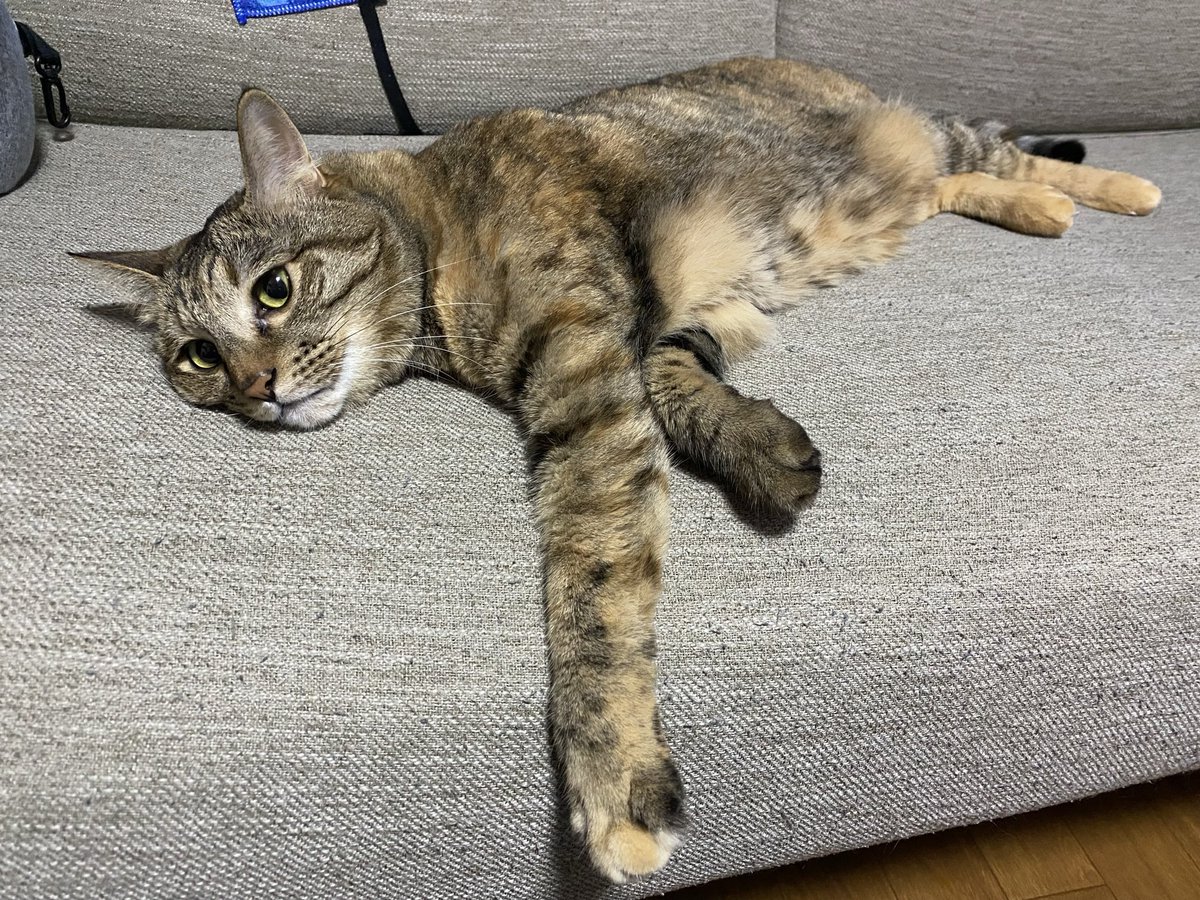 VNvfo's tweet photo. 開始1ヶ月で200名到達👏👏

新作もアップしますので
これからもお願いします🐱
➡️https://t.co/bU5tLLjNdn

🐱お願い🐱
#フォロー
#固定ツイートをRT

🐱お礼🐱
#フォロバ100パーセント
#固定ツイートRT

🐱🐱
#固定RT
#RT企画
#相互RT
#拡散希望 
🐱🐱 https://t.co/bERcSt3rnK