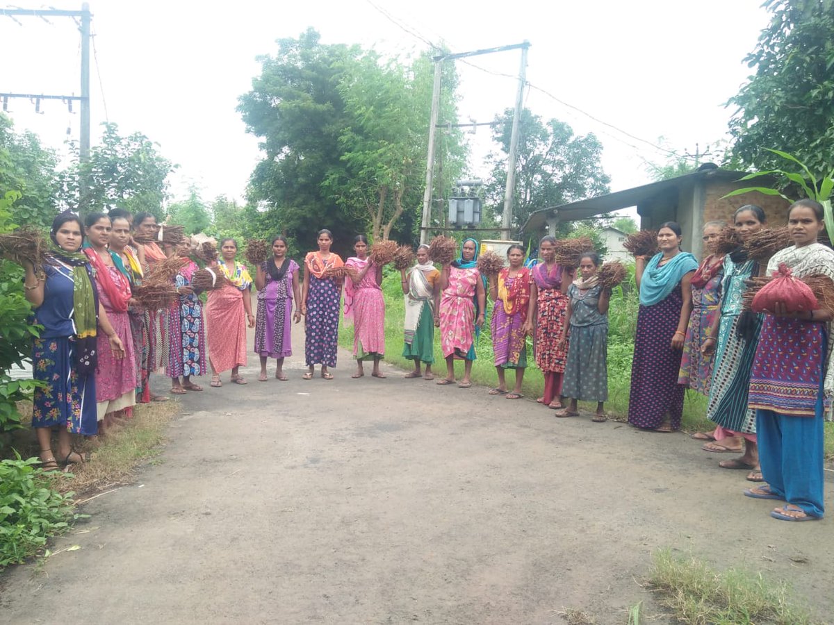 CohesionF's tweet photo. Distribution of Teak Stump in Vanskui and other 14 villages in Mahila Khedut Ni Wadi Programme for cultivation as border plant in Mango Wadi. #azimpremjifoundation #actionaid #wgwlo #makaam https://t.co/fPcogi5QJP