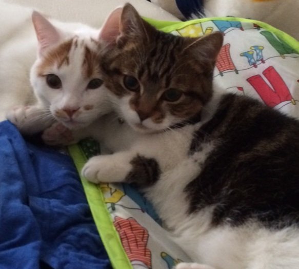 みーちゃん ネコからの贈り物 猫からの贈り物 猫好きさんと繋がりたい 猫からの贈り物ですか 毎日 飼い猫や顔も名前も知らない 世界中の猫好き 猫の飼い主さんのアップする画像や動画から頂いている 優しい気持ち 癒しが何より最高の 贈り物です