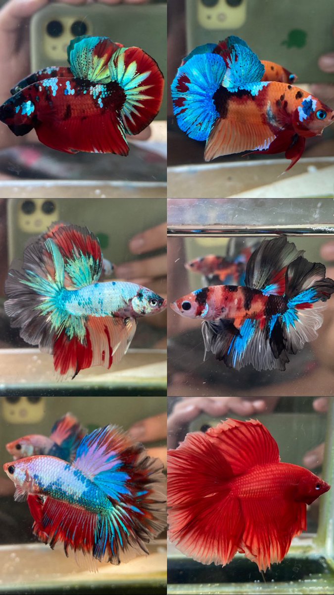 LELANG OB SERBA 10K🔥

18 MALE WARNA-WARNI🌈
Close Lelang : Minggu, 12 September 2021 (Pukul 21:01 WIB)

Cek instagram <a href="/cupinkfloyd/">CUPINK FLOYD</a> atau langsung klik link dibawah⬇️⬇️
instagram.com/p/CTrkkt9vFyQ/…

#cupang #ikancupang #bettafish #bettafishindonesia #lelang #jualikancupang #ikanhias