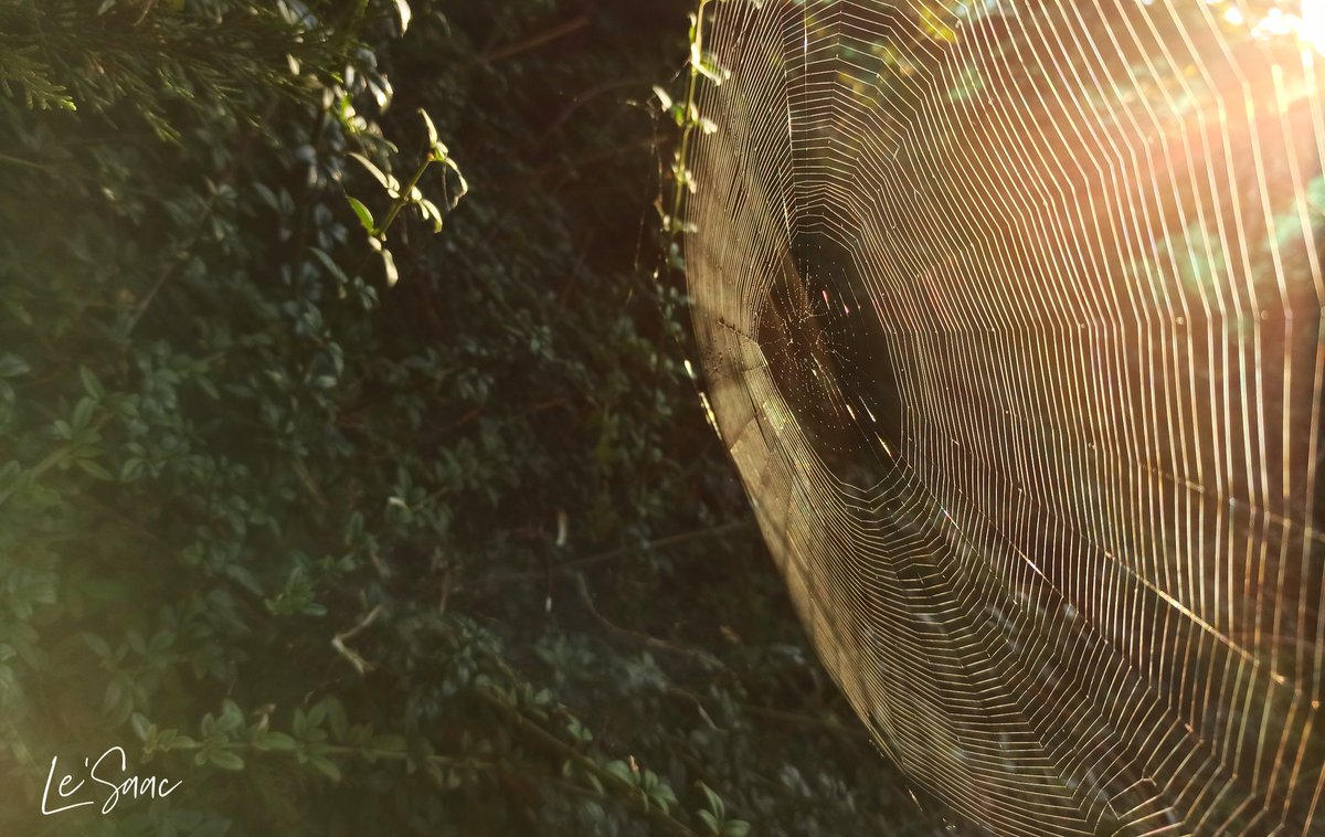 le_saac's tweet photo. Morning

@le_saac 
#morning #spiderweb #day https://t.co/7Fy9VfDGbb
